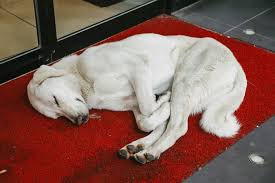 white dog lies on red carpet posters
