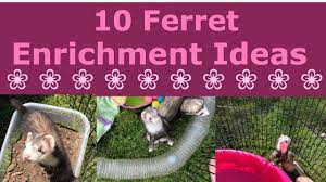 10 ferret enrichment ideas you