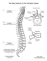 Spinal cord wants to encourage researchers to consider conducting systematic reviews or narrative reviews and welcomes these submissions. Backbone Vertebral Column Labeling Page Anatomy Coloring Book Human Anatomy And Physiology Basic Anatomy And Physiology