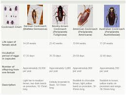 Cockroach Identification Chart Gosford City Pest