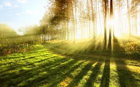 nature sunshine through trees from