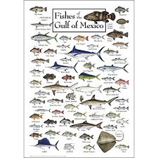 Earth Sky Water Poster Fishes Of The Gulf Of Mexico