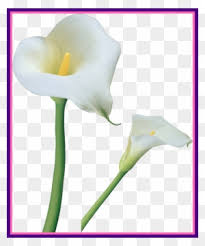 Image result for white calla lilies clipart
