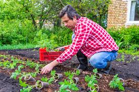 First Organic Vegetable Garden