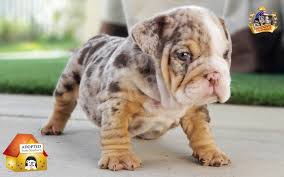 Blue, tri, brindle, chocolate, black bruce: Chocolate Tri Merle Boy 2 English Bulldog Puppy Welcome To Sandov S English Bulldog