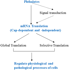 Subcellular mrna localization, a fundamental mechanism for regulating gene expression, leads to local protein translation that results in the generation of neuronal cell polarity. Regulation Of Mrna Translation Is A Novel Mechanism For Phthalate Toxicity