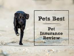 Some policies will pay out when the pet dies, or if the pet is lost or stolen. Pets Best Insurance Review Coverage Plus 24 7 Pet Helpline
