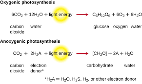 Photosynthesis Microbiology