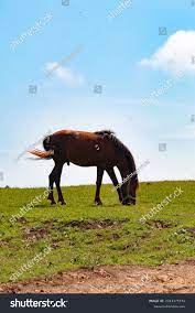 242 рез. по запросу «Horny horse» — изображения, стоковые фотографии и  векторная графика | Shutterstock