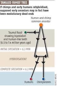 did humans and chimps once interbreed