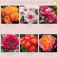 Roses Portstone Garden Centre