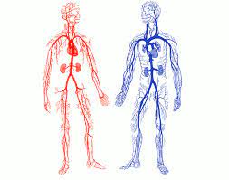 Study flashcards on veins/ arteries at cram.com. Arteries And Veins Of The Human Body