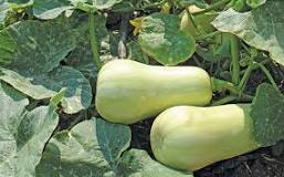 Image result for How to Grow Butternut in Zimbabwe