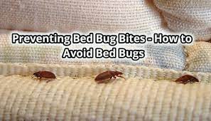 preventing bed bug bites how to avoid