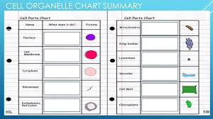 Cell Organelle Chart Summary Ppt Download
