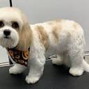 DOG TOWN GROOMERY - Updated April 2024 - 33 Photos - 341 Norton Rd ...