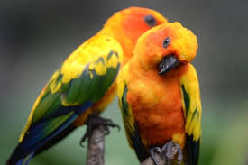 african love birds images