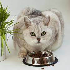 homemade cat food recipes how to