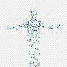 human dna genetic s human body dna