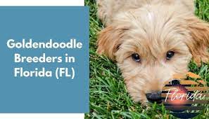 2.2 country mini doodle farms. 25 Goldendoodle Breeders In Florida Fl Goldendoodle Puppies For Sale Animalfate