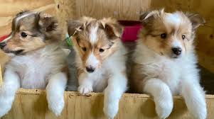 toy shetland sheepdog puppies milton