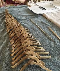 There are multiple ligaments that articulate with the bones of the back and work to prevent excessive movements and strengthen the. Man Finds Vertebrae Bones On The Beach Puts Them Back Together Like A Puzzle