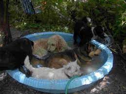 kid pool for your dog pet sitting