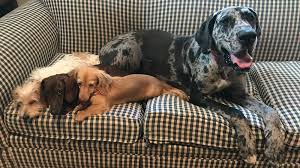No matter what their size, dachshunds are a delightful addition to any. Stately Dachshunds Danes