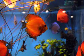 (1 days ago) maybe you've been doing searches like, pet stores near me that sell fish, or fish tanks for sale. that's a good way to start. Fish Pet Store Near Me Pet S Gallery