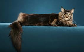 Image result for large maine coon cat