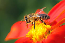 Bee Pollinators Buzzing In Your Garden