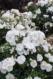 rose flower carpet white springvale