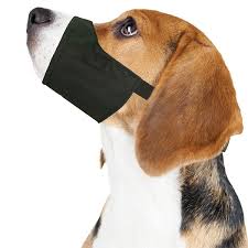 Muzzle For Small Dogs Goldenacresdogs Com