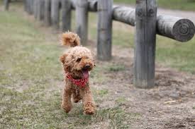 toy poodle dog breed characteristics