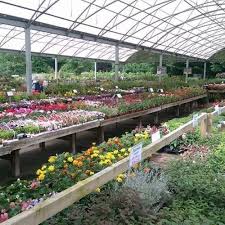 avenue nurseries plants in alton