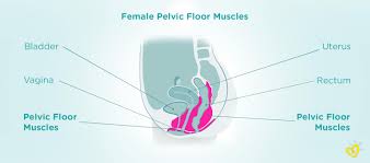 pelvic floor exercises during pregnancy
