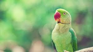 green parrot symbolism meaning and