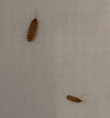 ceiling are carpet beetle larvae