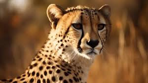 picture of cheetahs background