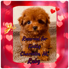 ruby teacup poodle family teddy bears