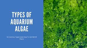 10 types of aquarium algae and how to