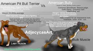 What Is The Difference Between American Bully And American