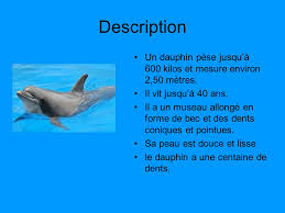 Résultat de recherche d'images pour 'dauphin'