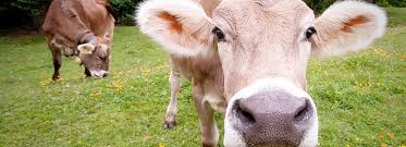 why-do-we-eat-cows-and-not-dogs