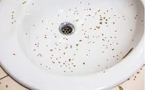Identify Tiny Bugs In Bathroom And Get