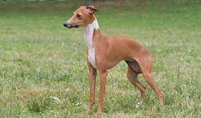 If you are unable to find your italian greyhound puppy in our puppy for sale or dog for sale sections, please consider looking thru thousands of italian greyhound dogs for adoption. Italian Greyhound Dog Breed Information