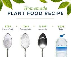 homemade plant food to keep your plants
