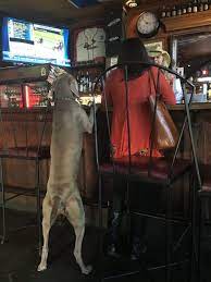 dog friendly new orleans bars