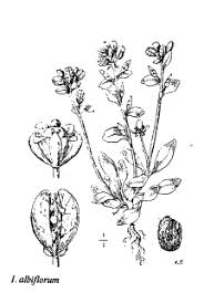Sp. Ionopsidium albiflorum - florae.it