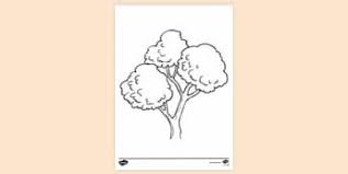 All horizontal vertical square panoramic. Cedar Tree Colouring Page Ks1 Resources Twinkl